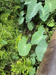Colocasia esculenta