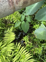 Colocasia esculenta