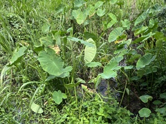 Colocasia esculenta