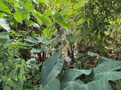 Colocasia esculenta