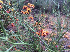 Daviesia divaricata