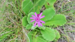 Senecio speciosus