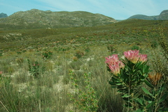 Protea compacta × susannae