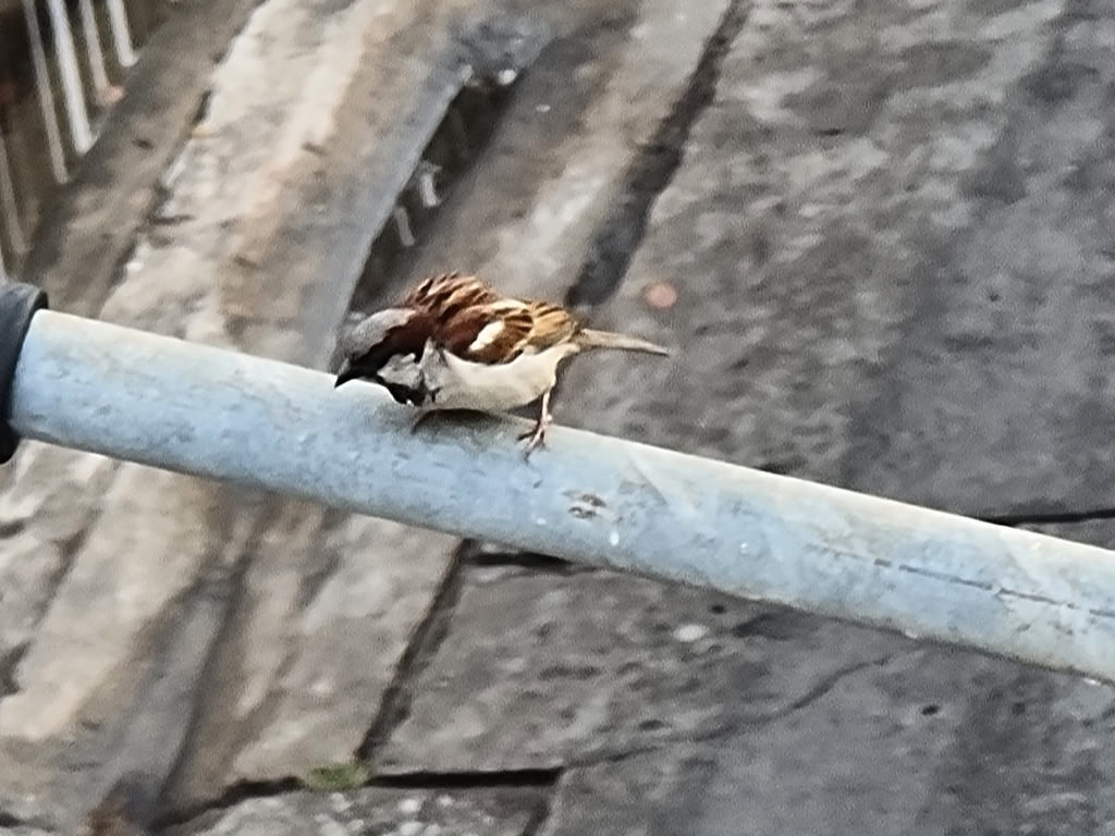 House Sparrow From 10400   Large 