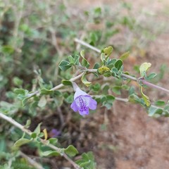 Dyschoriste madurensis