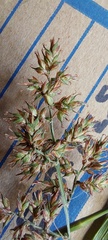 Carex spicatopaniculata