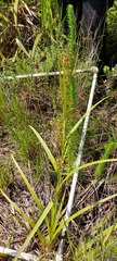 Carex spicatopaniculata