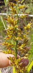 Carex spicatopaniculata
