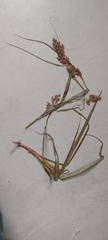 Carex spicatopaniculata