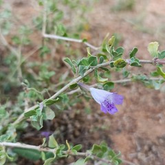 Dyschoriste madurensis