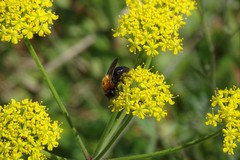 Andrena nitida