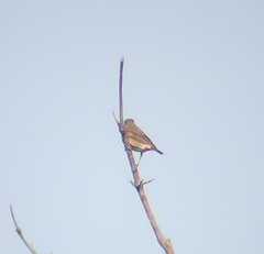 Turdus eunomus × naumanni