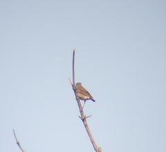 Turdus eunomus × naumanni
