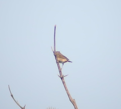 Turdus eunomus × naumanni