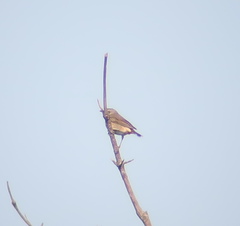 Turdus eunomus × naumanni