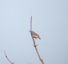 Turdus eunomus × naumanni