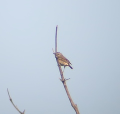Turdus eunomus × naumanni