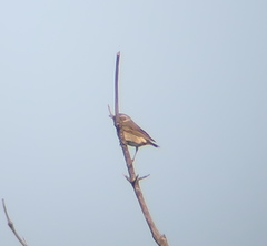 Turdus eunomus × naumanni