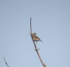 Turdus eunomus × naumanni