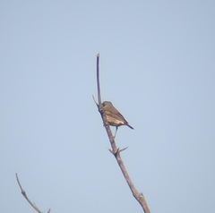 Turdus eunomus × naumanni