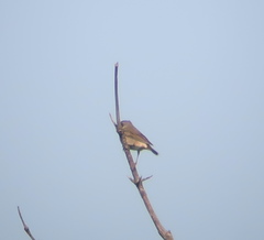 Turdus eunomus × naumanni