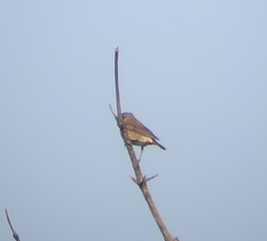 Turdus eunomus × naumanni