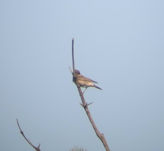Turdus eunomus × naumanni
