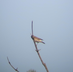 Turdus eunomus × naumanni