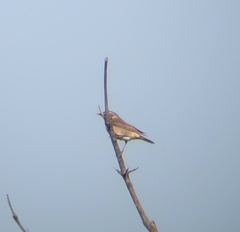 Turdus eunomus × naumanni