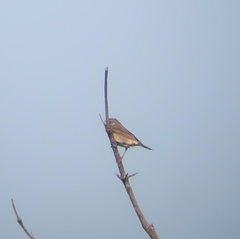 Turdus eunomus × naumanni