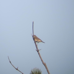 Turdus eunomus × naumanni