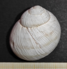 Helix figulina