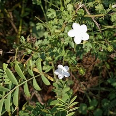 Pavonia zeylanica
