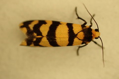 Scaptesyle equidistans