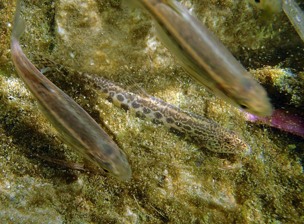 Southern Iberian Spined Loach