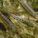 Southern Iberian Spined Loach - Photo (c) Stan van Remmerden, some rights reserved (CC BY-NC), uploaded by Stan van Remmerden