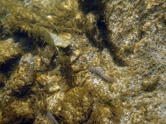 Cobitis paludica