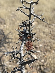 Sarcomphalus obtusifolius canescens