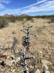 Sarcomphalus obtusifolius canescens