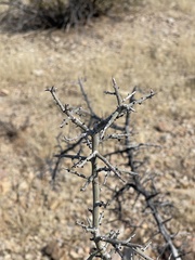 Sarcomphalus obtusifolius canescens