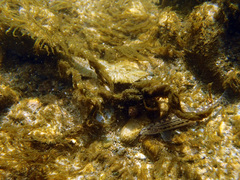 Cobitis paludica