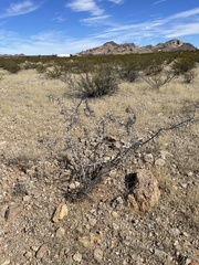 Sarcomphalus obtusifolius canescens