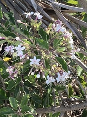 Ajugoideae