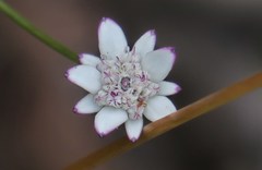 Alepidea capensis