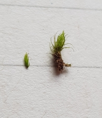 Campylopus flexuosus