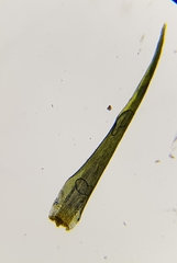 Campylopus flexuosus