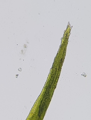 Campylopus flexuosus