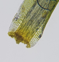 Campylopus flexuosus