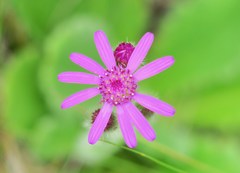 Senecio speciosus