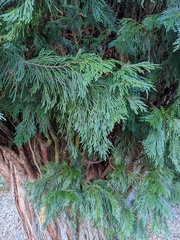 Cupressus × leylandii